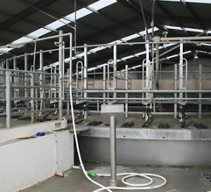 Dairy Rotary Shed