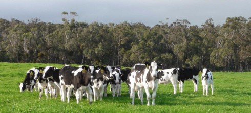 dairy cows